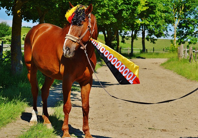 宁夏代表团在全国残特奥会再夺3金
